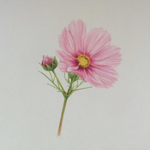 彩铅画教程：格桑花，荷花莲藕彩铅绘画详细过程，快收藏学习去吧