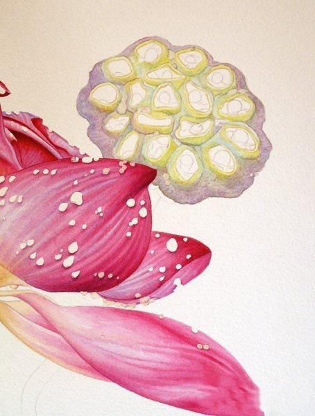 彩铅画教程：格桑花，荷花莲藕彩铅绘画详细过程，快收藏学习去吧