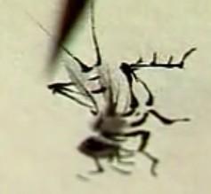 蜜蜂，瓢虫，蟋蟀、蚱蜢，蜗牛，浮游等画法