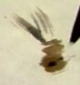 蜜蜂，瓢虫，蟋蟀、蚱蜢，蜗牛，浮游等画法