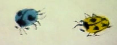 蜜蜂，瓢虫，蟋蟀、蚱蜢，蜗牛，浮游等画法