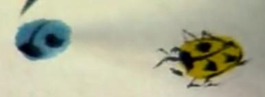 蜜蜂，瓢虫，蟋蟀、蚱蜢，蜗牛，浮游等画法