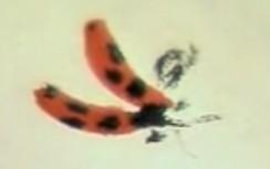 蜜蜂，瓢虫，蟋蟀、蚱蜢，蜗牛，浮游等画法