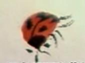蜜蜂，瓢虫，蟋蟀、蚱蜢，蜗牛，浮游等画法