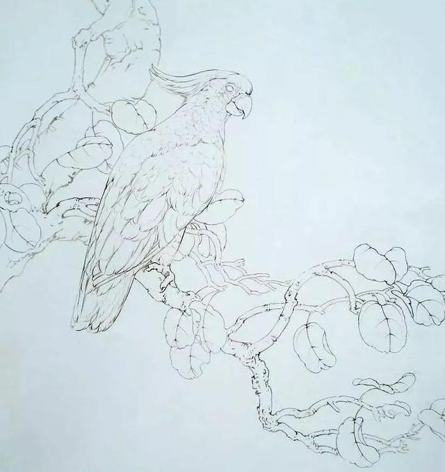 工笔画葵花鹦鹉的画法