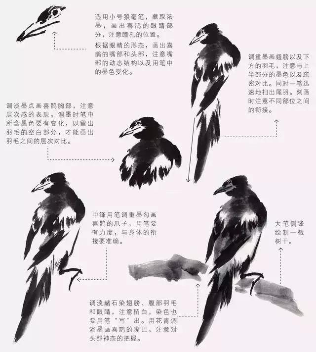 如何才能把鸟画好？