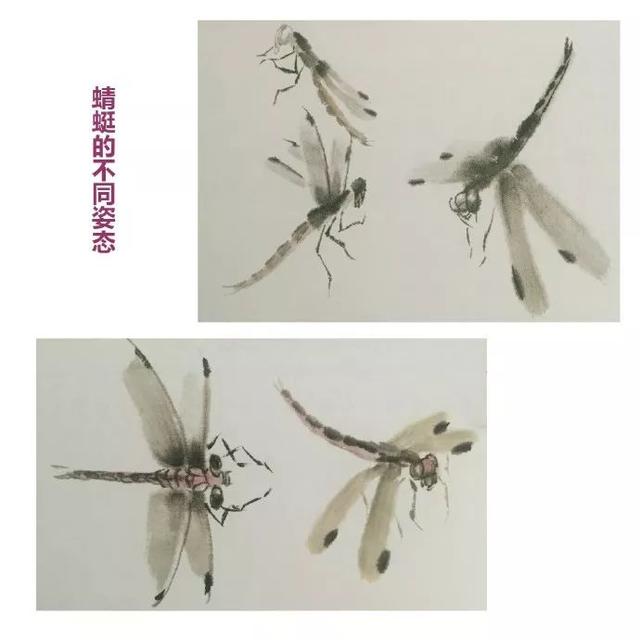 写意草虫画法——蜻蜓