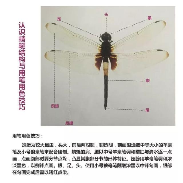 写意草虫画法——蜻蜓