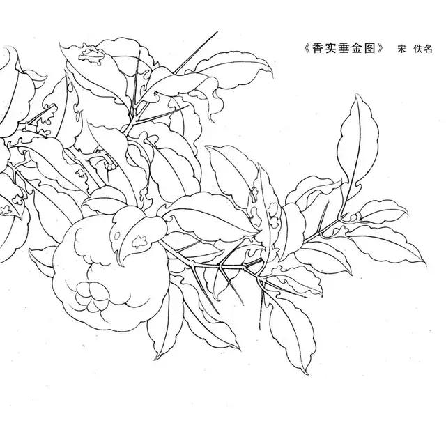 宋代佚名花卉白描线稿30张