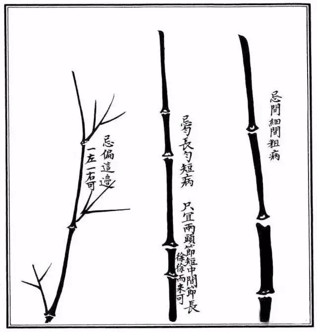 教你最常见竹子画法