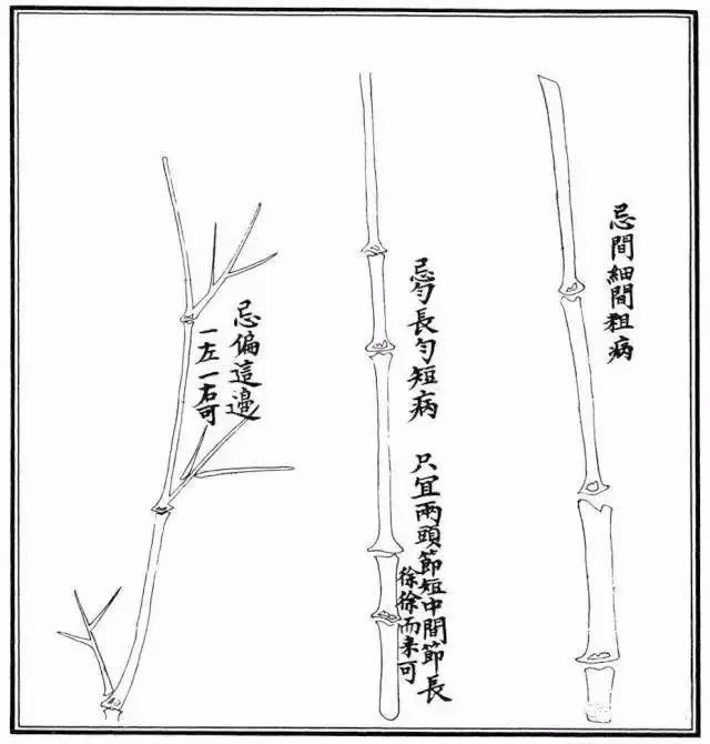 竹子属性结构图图片
