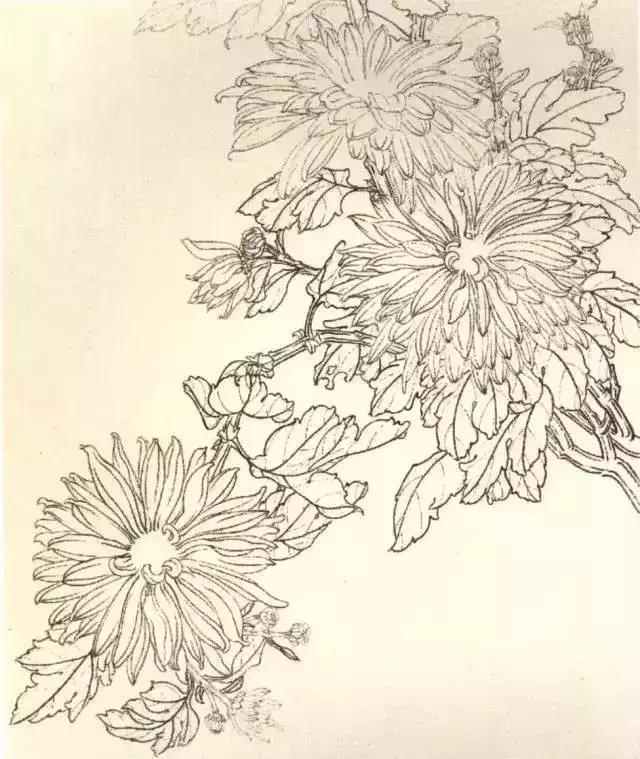 工笔菊花画法详细教程,文末附线描,收藏