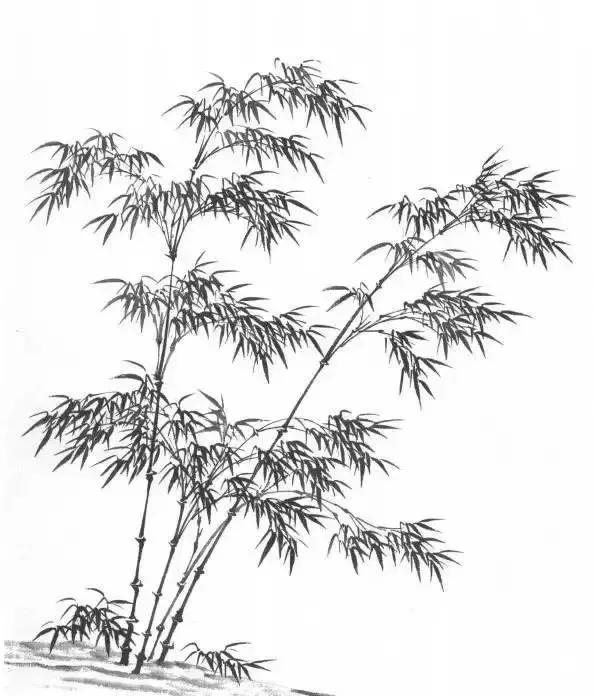 山水画基础技法,树、竹、芦苇