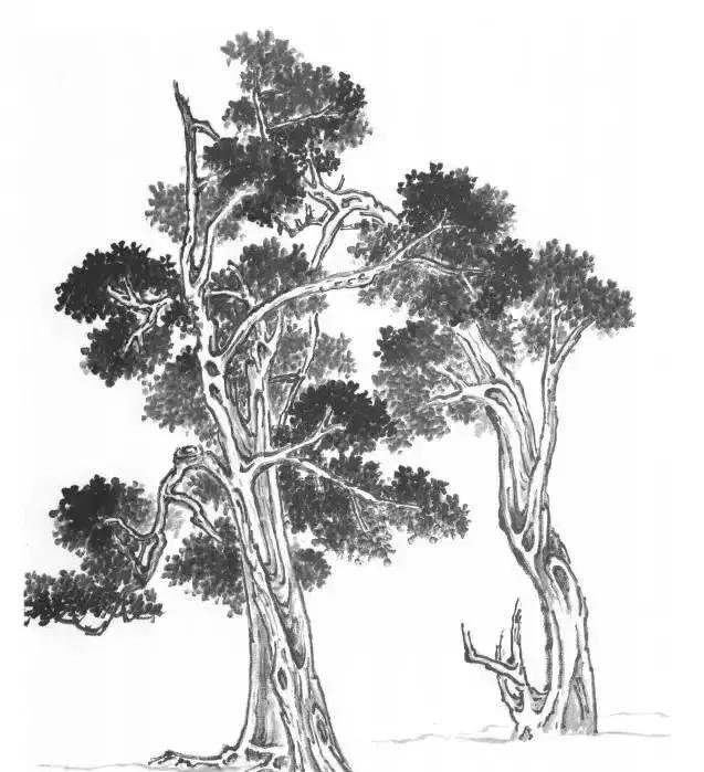 山水画基础技法,树、竹、芦苇