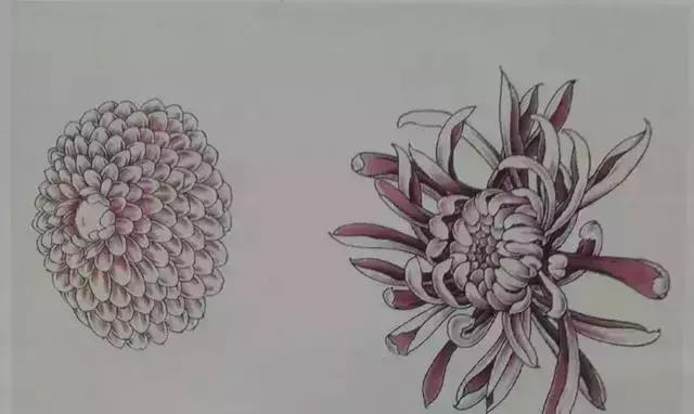 工笔菊花画法详细教程，文末附线描，收藏