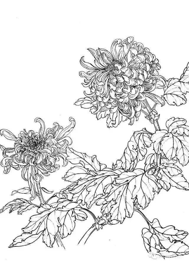工笔菊花画法详细教程，文末附线描，收藏