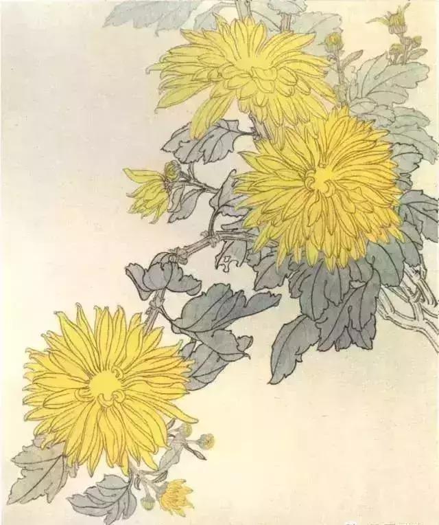 工笔菊花画法详细教程,文末附线描,收藏
