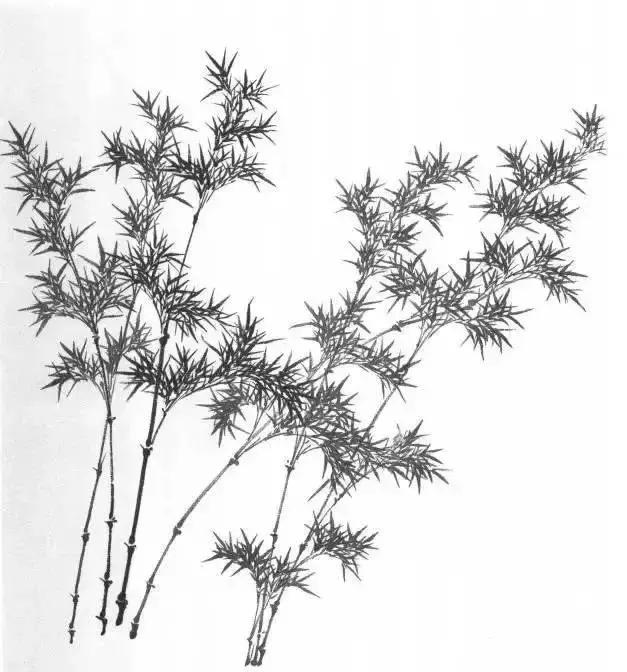 山水画基础技法,树、竹、芦苇