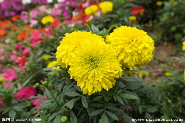 写意菊花画法图例