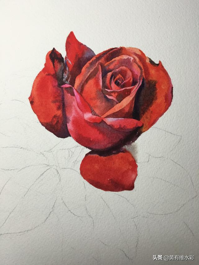 18个详细步骤讲解，教你画水彩红玫瑰，零基础也能学的会