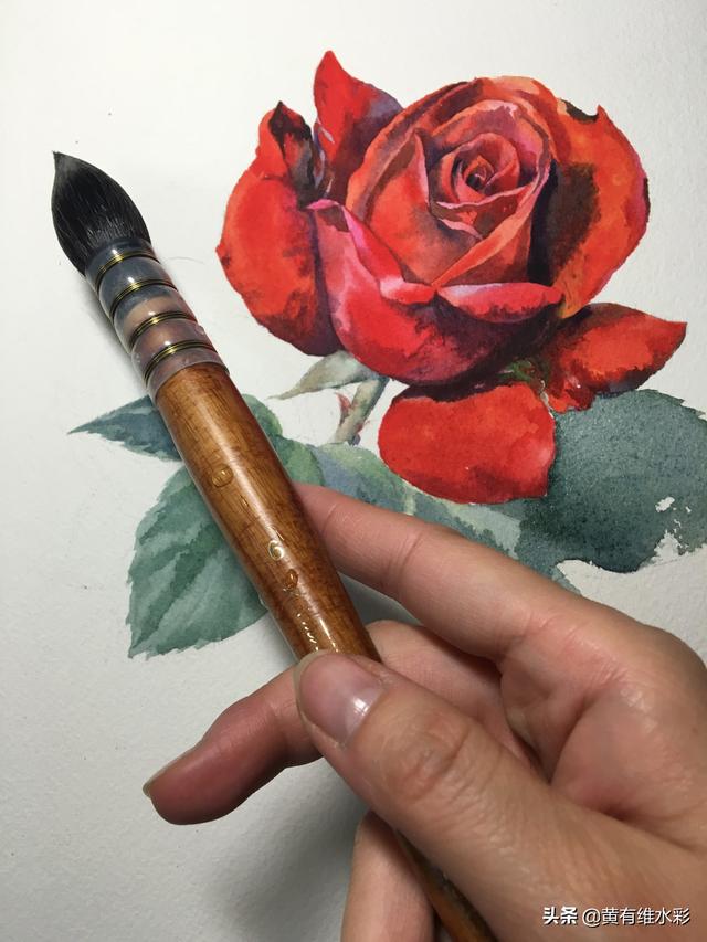 18个详细步骤讲解，教你画水彩红玫瑰，零基础也能学的会