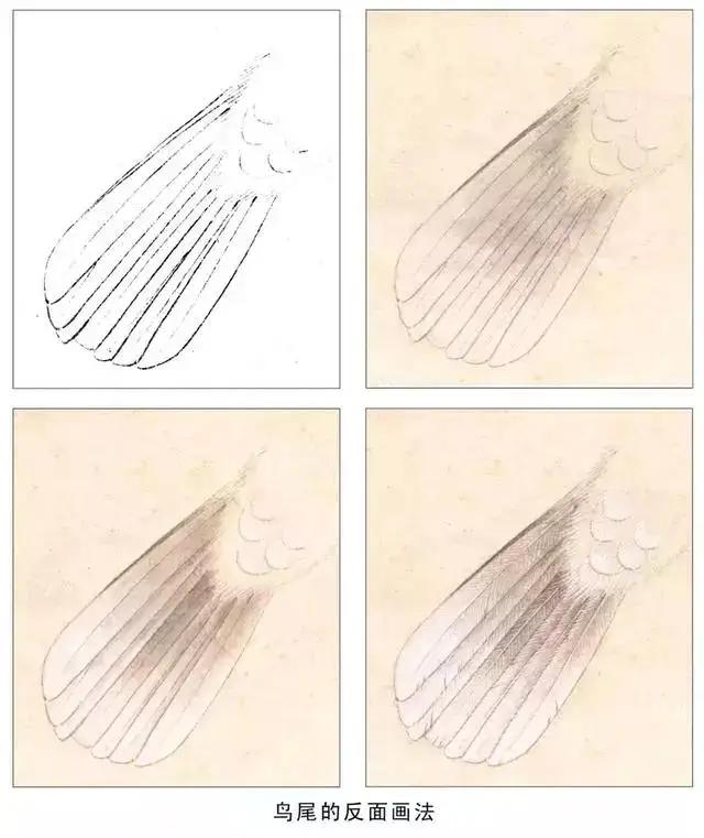 分步骤讲解禽鸟工笔画画法