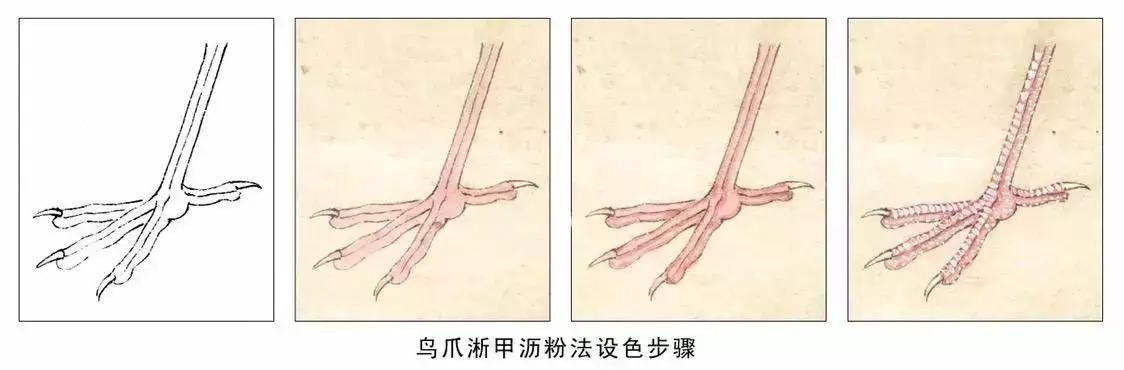 分步骤讲解禽鸟工笔画画法