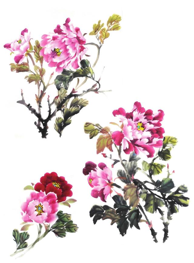 牡丹花枝干及组合的画法