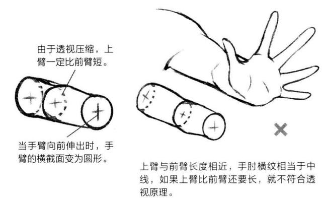 「推荐」如何画好人体透视？动漫人物各个角度透视的画法