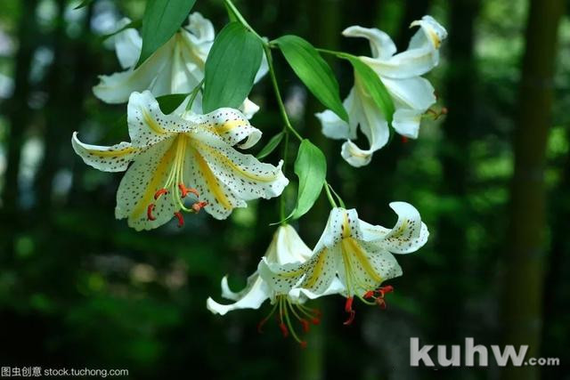 国画教程：水墨百合花的绘画技法