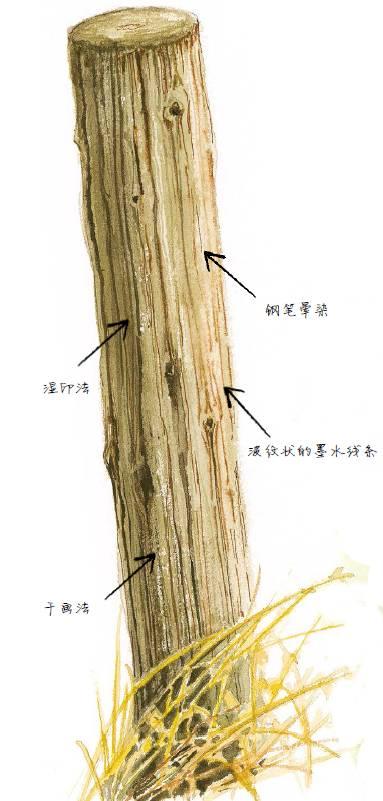 水彩画的技法教程 3