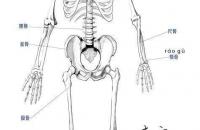人体骨骼与肌肉画法