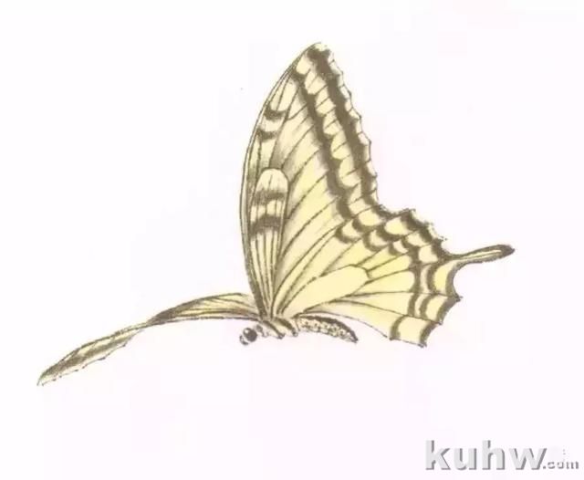 几种蝴蝶的画法示范