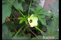 国画工笔《秋葵图》步骤解析