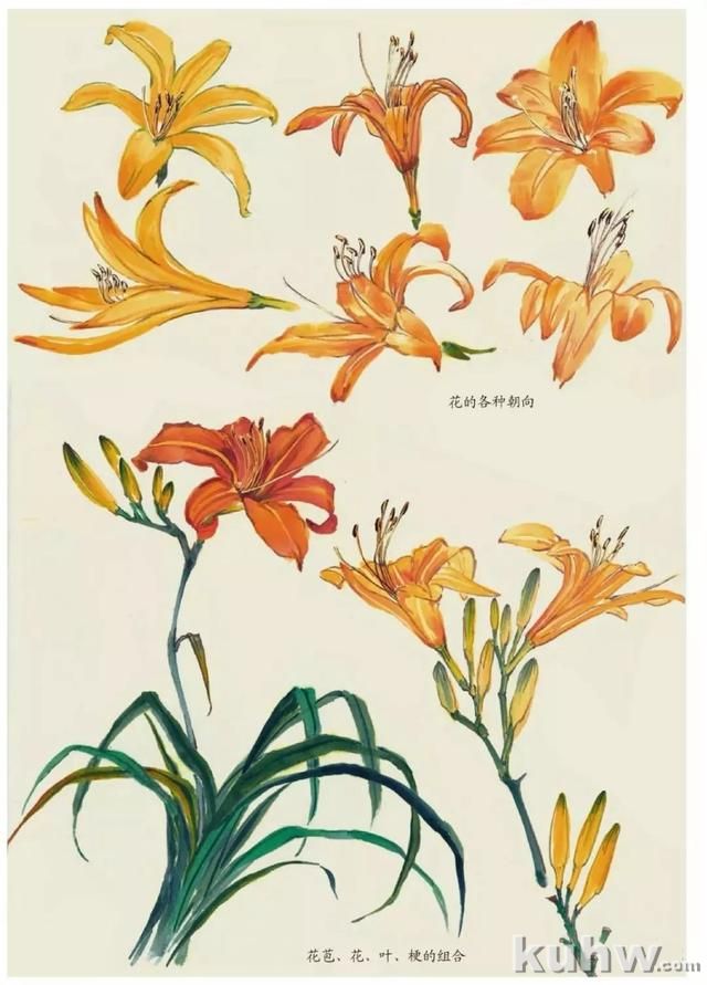 国画技法|各种花卉的写意画法