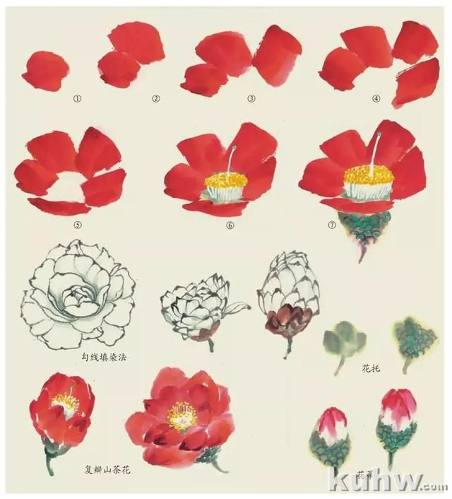 国画技法|各种花卉的写意画法