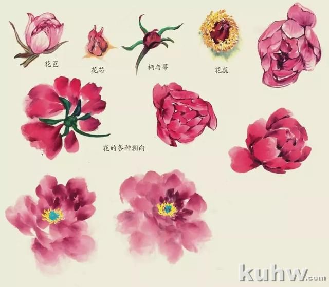 国画技法|各种花卉的写意画法