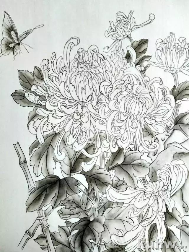 工笔画教程:菊花蓝蝶的工笔花鸟