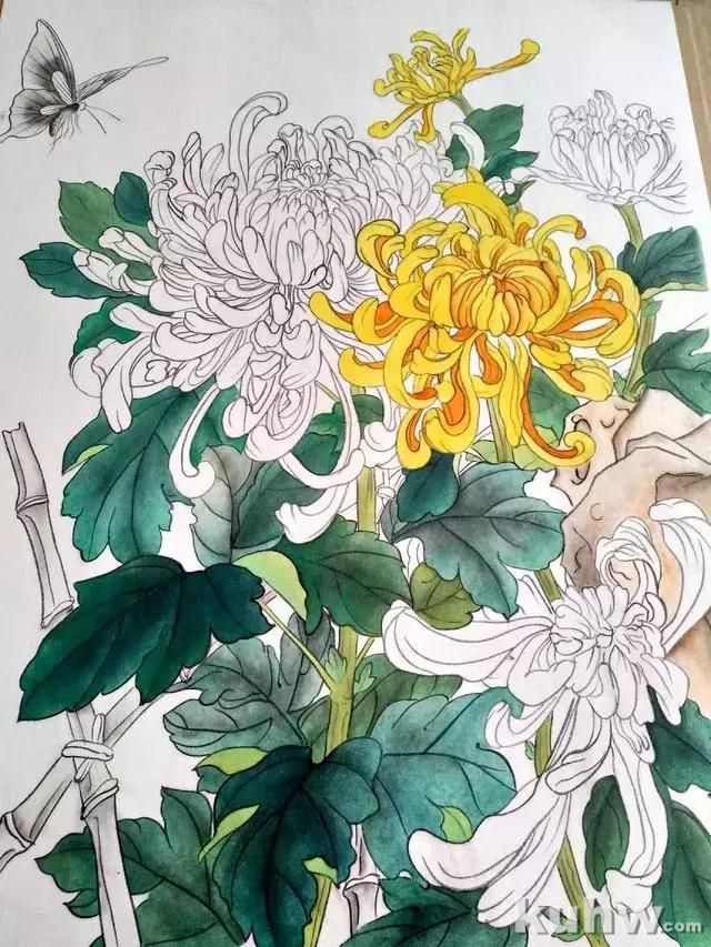 工笔画教程:菊花蓝蝶的工笔花鸟