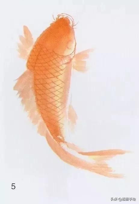 国画锦鲤的简单画法教程