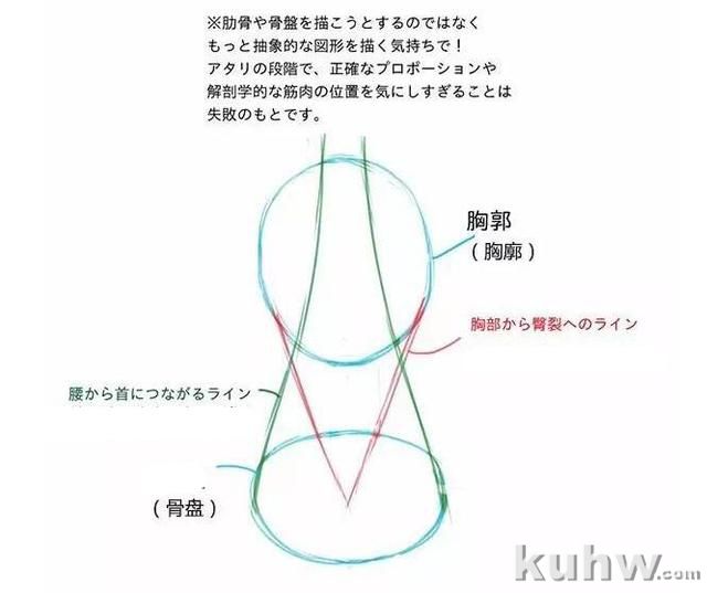 正确掌握男女背部区别画法