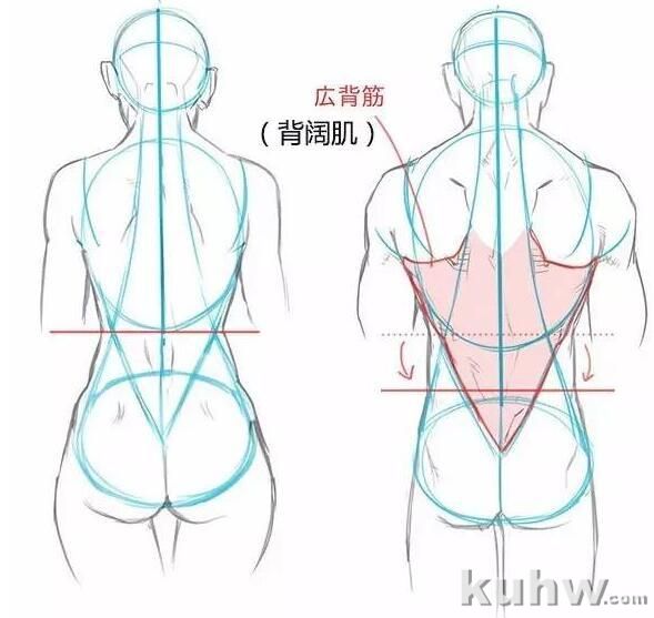 正确掌握男女背部区别画法