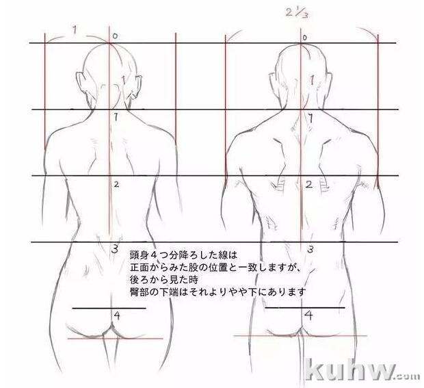 正确掌握男女背部区别画法