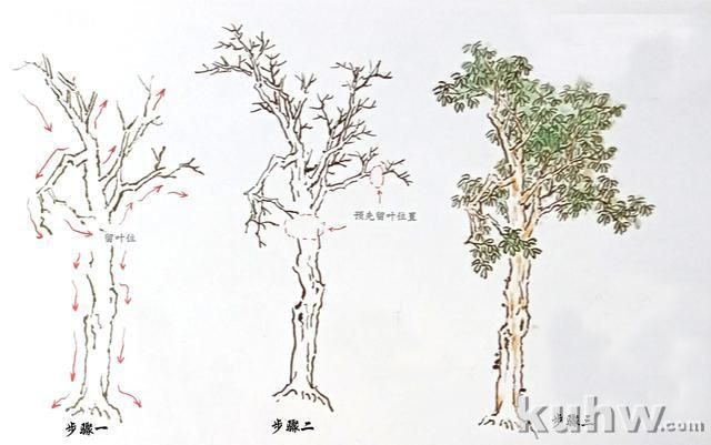 树木的画法步骤与作品欣赏