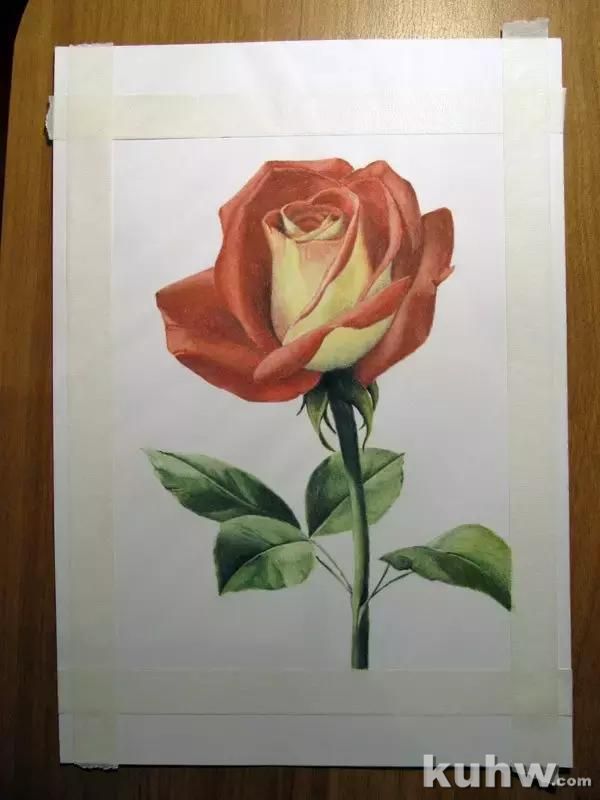 绘画~彩铅教程 | 教你画一枝妖艳的玫瑰花