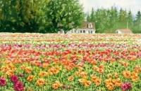 风景植物基础：用水彩如何表现野草、山脉、花园、野果和枫叶