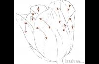 彩铅花卉 | 细腻的郁金香画法