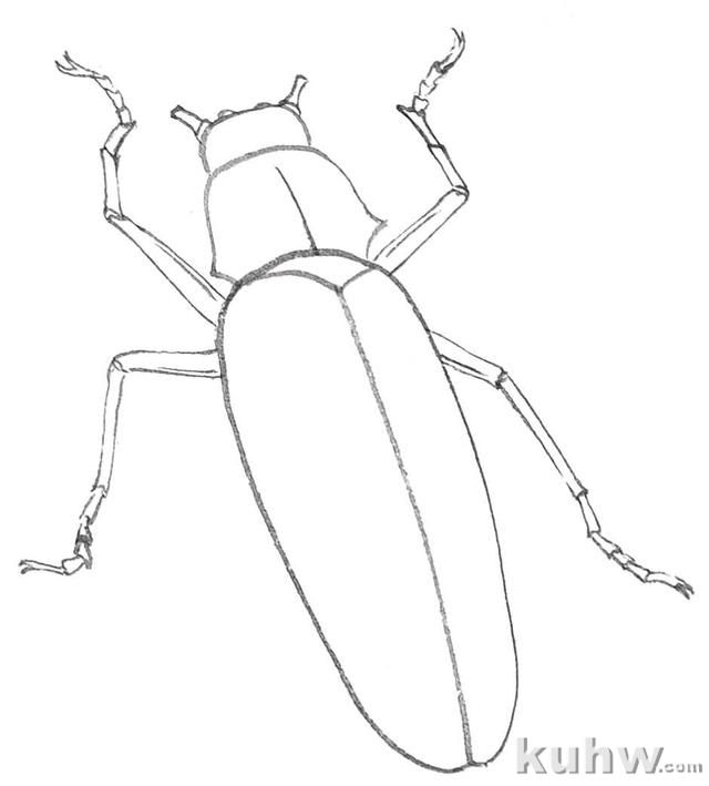 分步骤图解教你画天牛工笔画线稿