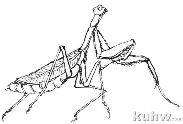 国画知识：教你3种常见草虫画法，学会这些，几分钟一幅画