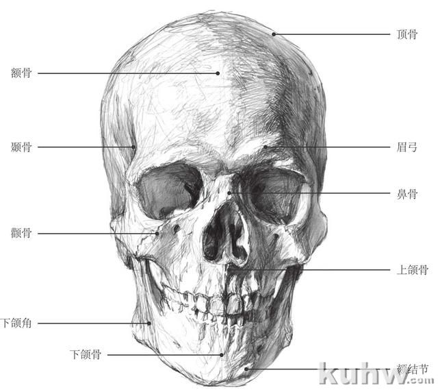 零基础素描教程：分步骤讲解头部比例和五官画法，简单易学，收藏